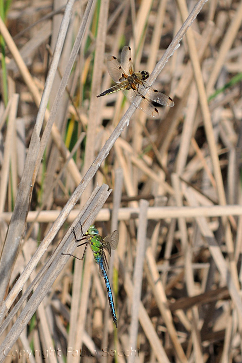 Anax imperator e Libellula quadrimaculata,maschi